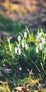 Flowers,Snowdrops,Flowering,Bloom,Foliage