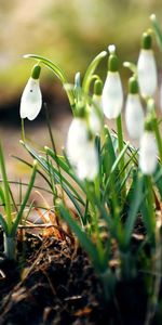 Flores,Hojas,Snowdrops,Primavera,Tierra