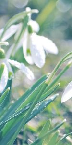 Flowers,Snowdrops,Leaves,Drops,Glare,Spring