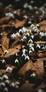 Flowers,Snowdrops,Leaves,Spring