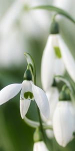 Flowers,Snowdrops,Macro