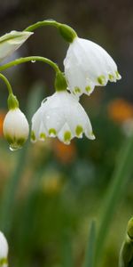 Perce Neige,Macro,Drops,Fleurs,Source,Printemps