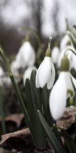 Perce Neige,Parcelle,Beaucoup,Macro,Fleurs