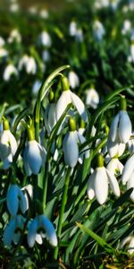 Flowers,Snowdrops,Macro,Spring,Plants