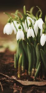 Flowers,Snowdrops,Plants