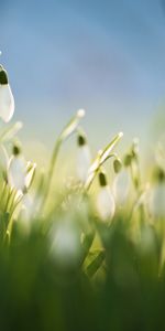 Flowers,Snowdrops,Plants