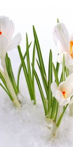 Flowers,Snowdrops,Plants