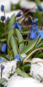 Flowers,Snowdrops,Plants