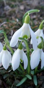 Flowers,Snowdrops,Spring,Primroses,Awakening