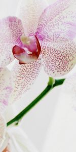 Flowers,Spotted,Exotic,Exotics,Close Up,Orchid