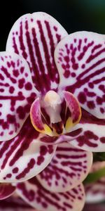 Flowers,Spotted,Orchids,Close Up