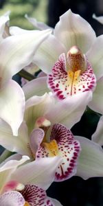 À Pois,Orchidées,Tacheté,Exotiques,Fleurs,Exotique