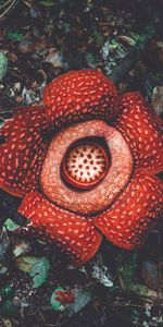 Flowers,Spotted,Spotty,Exotic,Rafflesia,Flower Monster,Flower