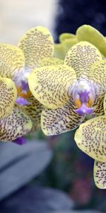 Flowers,Spotted,Spotty,Exotics,Flower,Branch,Orchid,Exotic