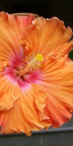 Flores,De Cerca,Primer Plano,Floración,Hibisco,Estambre,Florecer