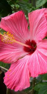 Flores,Rosa,De Cerca,Primer Plano,Florecer,Floración,Estambre,Hibisco,Rosado