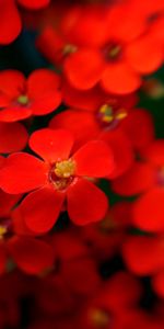 Flowers,Stamens,Fuzzy,Blurred