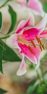 Flowers,Stamens,Pollen,Petals,Close Up,Lily