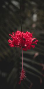 Flowers,Stem,Stalk,Flower,Petals