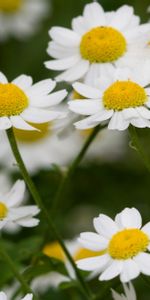 Flores,Camomila,Pétalos,Tallo,Campo,Madre