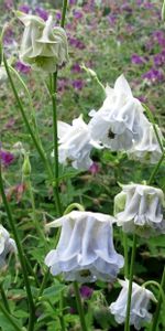 Flowers,Stems,Aquilegia,Greens