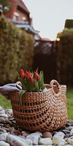 Flores,Stones,Ramo,Canasta,Cesta,Tulipán