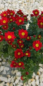 Flowers,Stones,Chrysanthemum