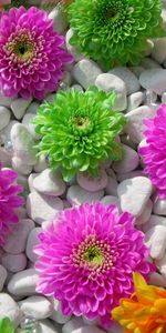 Flowers,Stones,Chrysanthemum,Beauty,Composition