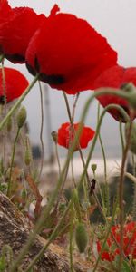 Flowers,Stones,Poppies,Greens,Close Up