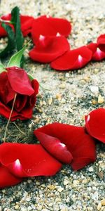 Flowers,Stones,Rose Flower,Rose,Petals,Heart,Romance