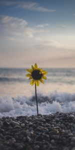 Flores,Stones,Ondas,Flor,Navegar,Surfear,Mar,Girasol