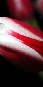 Flowers,Streaks,Tulip,Flower,Close Up,Stripes