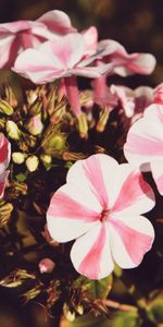 Flowers,Striped,Buds,Pot