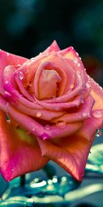 Flowers,Striped,Drops,Plant,Rose,Rose Flower,Petals