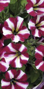 Flowers,Striped,Petunia,Duchsvetnaya,Spirited