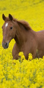 Flowers,Stroll,Animals,Nature,Field,Landscape,Horse