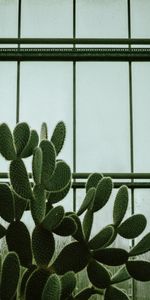 Suculento,Flores,Ventana,Planta,Cacto,Cactus