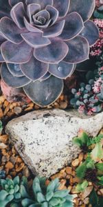 Flowers,Succulents,Plant