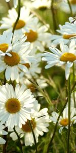 Flowers,Summer,Blur,Smooth,Camomile,Meadow