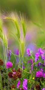 Flou,Lisse,Légumes Verts,Oreilles,Trèfle,Polyana,Chaussures À Pointes,Pois,Verdure,Clairière,Fleurs,Été