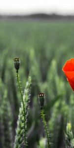 Flowers,Summer,Blur,Smooth,Ears,Spikes,Poppy,Field