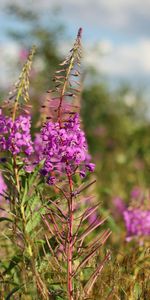 Flowers,Summer,Blur,Smooth,Glade,Polyana