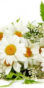 Flowers,Summer,Bouquet,Mood,Greens,Camomile