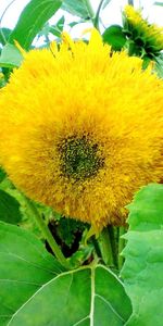 Flores,Brillante,Verano,Girasoles