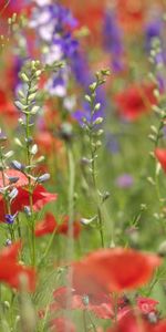 Différent,Domaine,Champ,Fleurs,Été