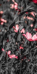 Flowers,Summer,Flowering,Field,Bloom