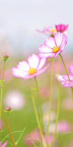 Flowers,Summer,Freshness,Lawn,Tenderness