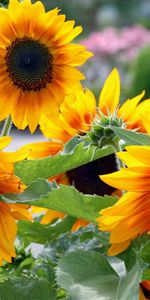 Flowers,Summer,Garden,Greens,Sunflowers