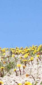 Flowers,Summer,Glade,Mother And Stepmother,Coltsfoot,Sky,Polyana