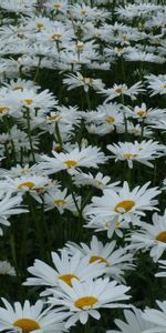 Flowers,Summer,Glade,Polyana,Camomile